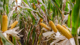 DEKALB запускает онлайн-калькулятор густоты сева кукурузы
